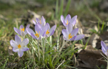 Elfenkrokus Fokus Naturfotografie ch