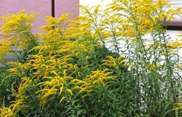 Solidago Canadensis - invasive Neophyten